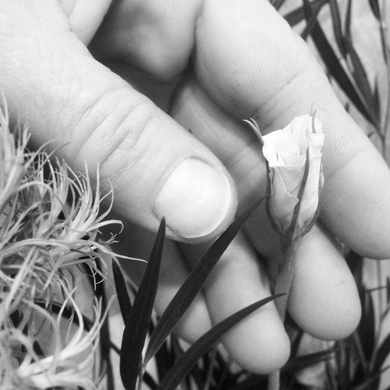 black and white close-up of hand cupping small blossom